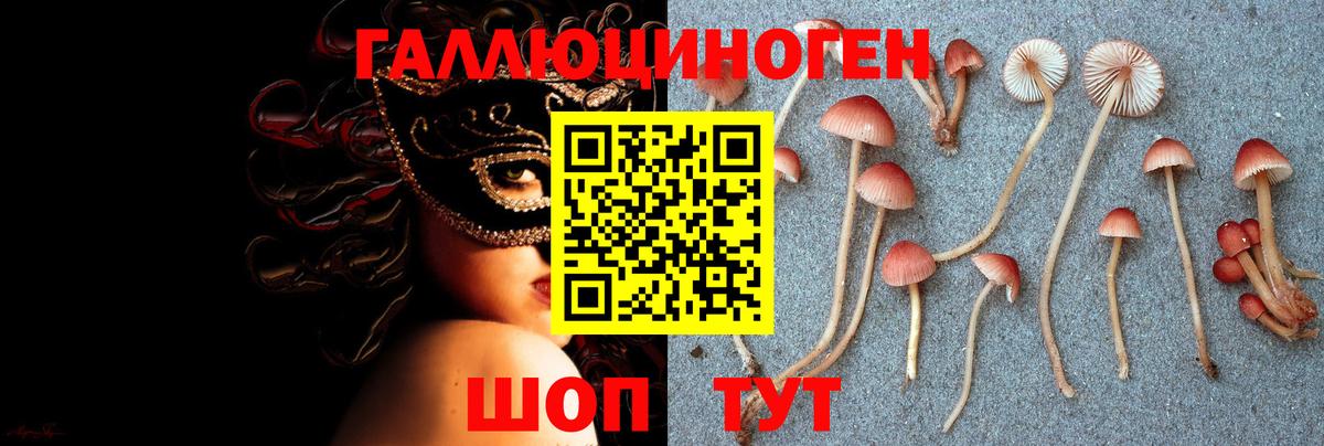Псилоцибиновые грибы Psilocybe Ярцево